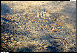 Vodní had v čistém potoce v Jósvafő