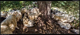 Rusinowa polana - ovce v parném létě hledající stín pod nízkými větvemi smrku