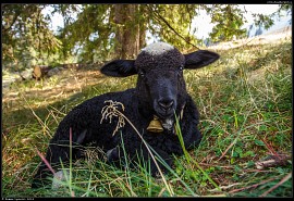 Rusinowa polana - mladá ovečka ovce