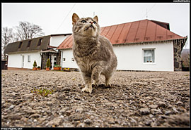 Kočka u penzionu Drozdovo