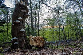 Javorníky - divoký lesní porost na úbočí Velkého Javorníku (2015)