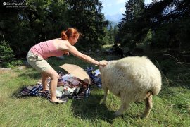 Můj boj s ovcí