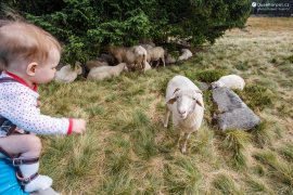 Seznamování s ovečkama