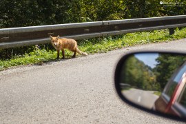 Liška na cestě
