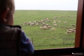 Pozorování oveček