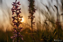 Orchidej v zapadajícím slunci (2021)