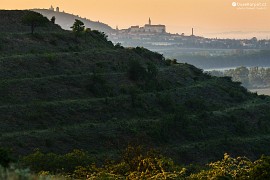 Za terasami Velké Slunečné Mikulov a Svatý kopeček (2020)