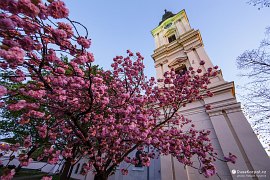 Sakury před tuřanským kostelem (2020)