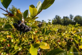 Pěstování méně známého ovoce josta (2022)
