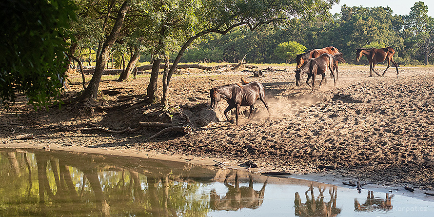 Koně se přichází napojit k životadárné vodě