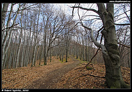 Typická lesní cesta, zde mezi Nagy Hideg Hegy a vesnicí Nagybörzsöny