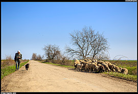 Pasáček ovcí v Pusztě poblíž obce Karcag