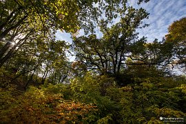 Podzimní lesy v okolí hradního příkopu (2021)