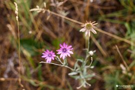 Luční květena pod Velkou Strážou (2021)