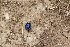 Chrobák velký (Geotrupes stercorarius) (2021)