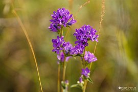 Luční květena pod Velkou Strážou (2021)