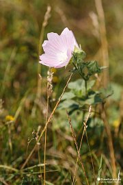 Luční květena pod Velkou Strážou (2021)