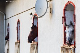 Koníci ve stájích jezdeckého klubu Prosper (2021)