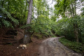 Lesní cesta vedoucí k Băile Csiszár Fürdő (2024)