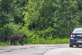 Medvědi dožadující se krmení od lidí v autech na silnici z Bixadu k horskému jezeru Sfânta Ana (2024)