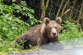 Medvěd v pohoří Bodoc (2024)