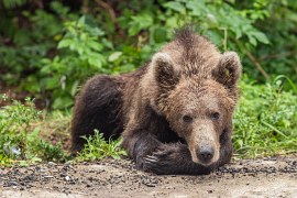Blízký kontakt s medvědem (2024)