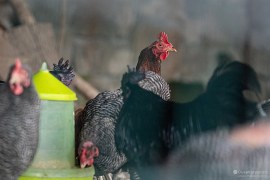 Chované slepice u luxusního hotelu Balvanyos Resort (2024)