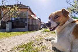 Hlídač domu (2025)