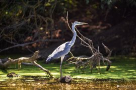 Volavka popelavá (Ardea cinerea) v ptačím ráji dunajské delty (2023)