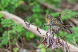 Asi mládě červenky obecné (2024)