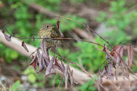 Nenápadný pěvec v houští (2024)
