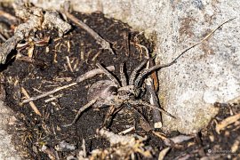 Pravděpodobně nějaký druh dobře maskovaného vlčího pavouka (čeleď slíďákovití, Lycosidae) (2025)