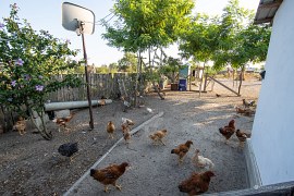 Volný výběh slepiček (2024)