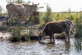 Pasoucí se dobytek (2024)