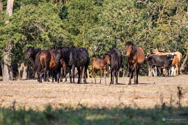 Letejský les (2024)