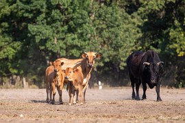 Kraví rodinka (2024)