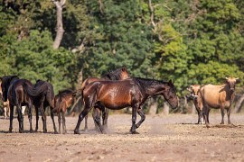 Letejský les (2024)