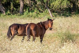 Letejský les (2024)