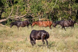 Letejský les (2024)