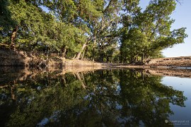 Letejský les (2024)