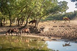 Bezodtoké jezero slouží zvířatům jako zásobárna tekutin (2024)