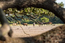 Mezi koni se pase i skot (2024)