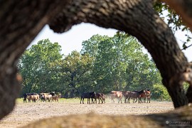 Divocí koně v Letejském lese (2024)