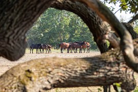 Letejský les (2024)