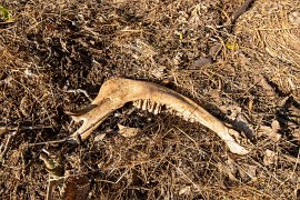 I takové výjevy k divoké přírodě patří (2024)