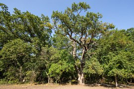 Obrovský starý dub (2024)