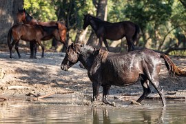 Koně si užívají vody v parném létě (2024)