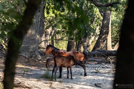 Hříbátko s maminkou (2024)