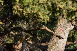 Značka na stromě (2024)