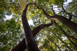 Divoce se kroutící kmeny stromů (2024)